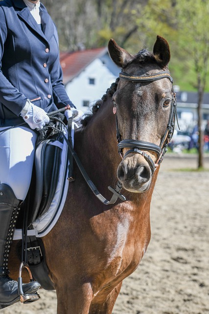免显得太被 免显得太被